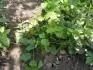 Obrzek jahoda-plevel foto 2
