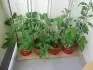 Stupices