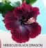 Obrzek hibiscus black dragon