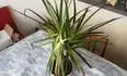 Dracena