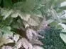 chlorza wistrie