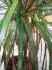 kudci dracena
