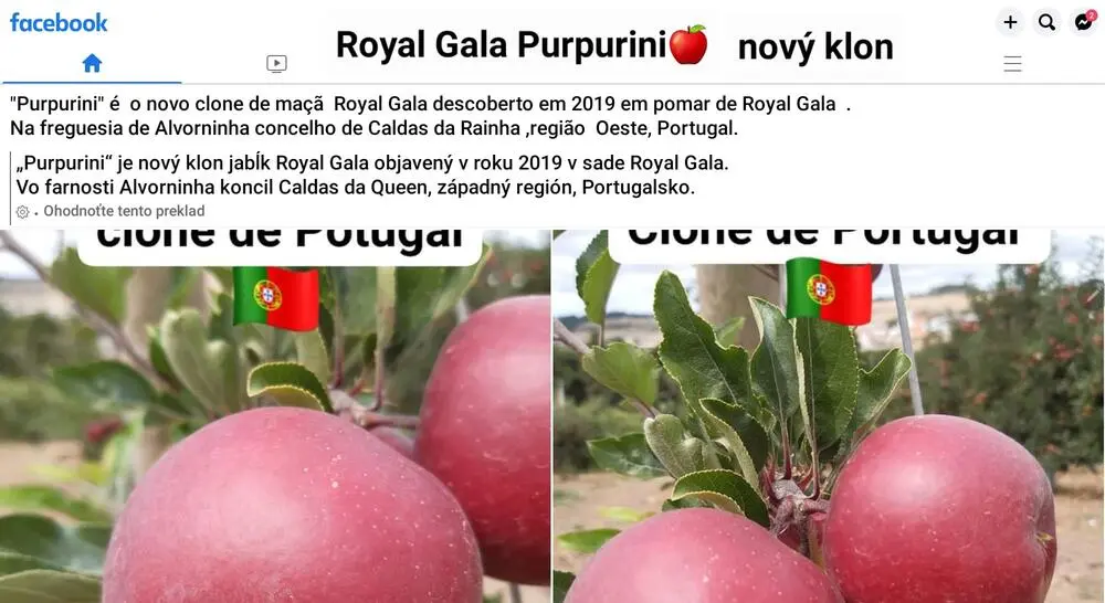 Obrzek Royal Gala Purpurini 