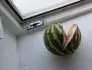 Meloun praskl rov