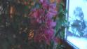 Obrzek Phalaenopsis