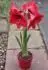 hvzdnk Hippeastrum