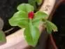 Obrzek Neznama rostlina privezena z Italie, vcera vyrostl kvet - Oleandr by to byt nemel , aspon podle listu :-o 