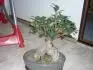 Bonsai