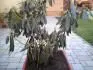 Obrzek rododendron