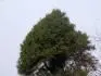 Picea a.