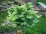 Larix kaempferi Nettebruch