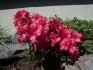 Azalea japonica Maruschka