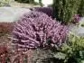 Erica carnea March seedling