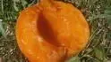 Orangered - velk avnatost duniny
