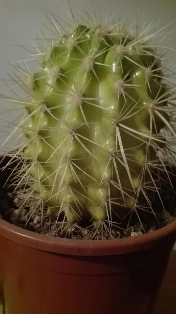 Proč kaktus Zloutne?