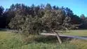 Habitus (pokozenho) stromu