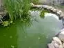 Zelen voda