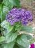 Otonk perunsk (Heliotropium arborescens)