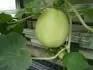 cukrov meloun Serebrenaja Zvezda