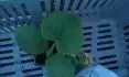 rostlina_3