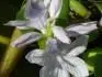 vodn hyacint