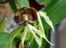 Encyclia cochleata flower