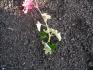 Obrzek Pelargonium albinum 2