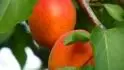 erven kvrnky na upke tohto bio- ovocia (postreky nedvam) nie s prznakom ochorenia, ale s pre kultivar Leskora typick.