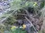 larva svtluky na klacku v lese