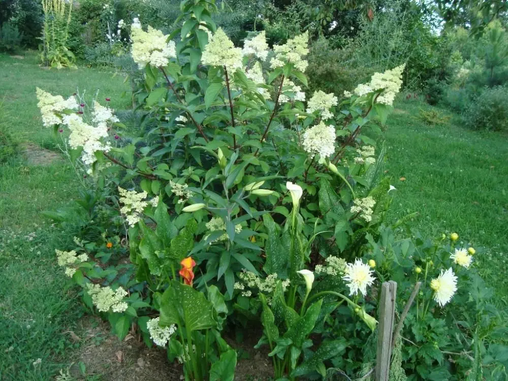 Obrzek Hydrangea Paniculata Vanille Fraise 