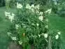 Hydrangea Paniculata Vanille Fraise 