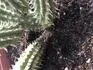Obrzek Spodek kaktusu