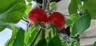 Obrzek Gardenberry