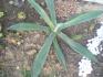 Obrzek Agave americana marginata