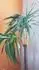 Obrzek Ohnuta Yucca