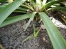 Yuka (Yucca filamentosa?) - po odkvtu