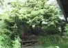 juniperus napaden rz