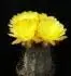 Obrzek Mammillaria (Krainzia) guelzowiana v. robustior