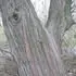 Borka stromovit formy hloiny stbrn