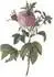Rosa gallica agatha prolifera