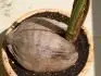 Aktualni stav kokosu, velka prasklina pres cely vrsek + jedna mensi v boku