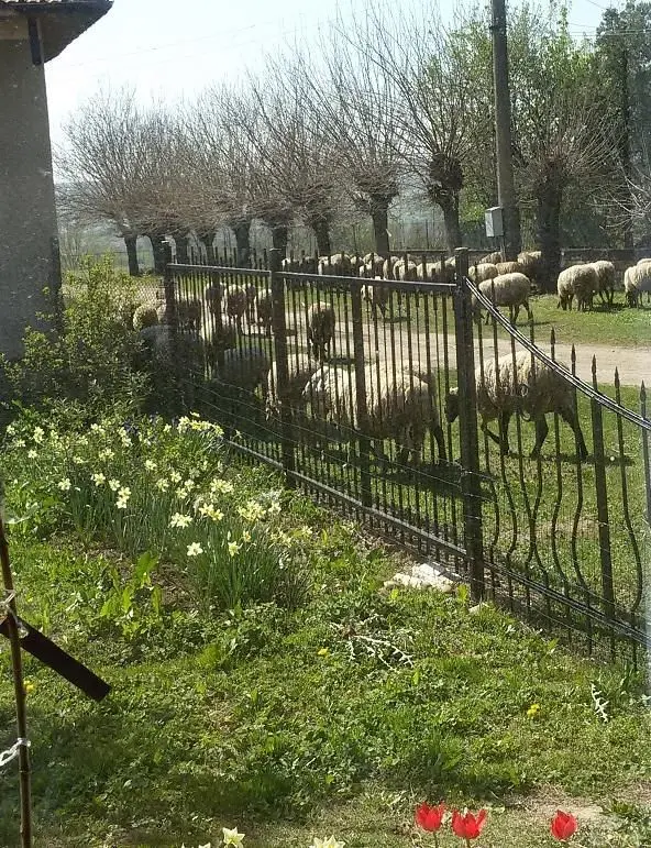 Obrzek Ovce