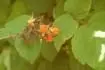 Obrzek Malinojahoda - Rubus ilecobrasus