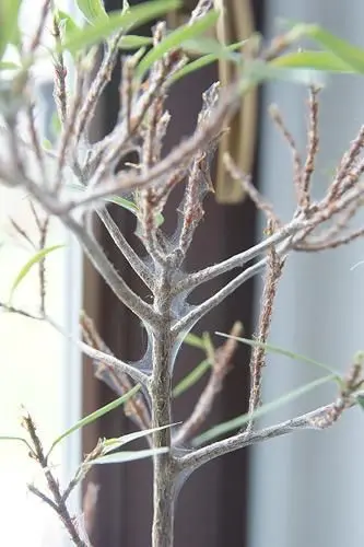 Obrzek Ficus neriifolia