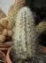 Kaktus s plsn