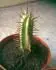 Moje foto neznmeho kaktusu