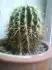 Vadnouc kaktus