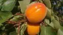 Obrzek Orangered