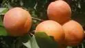 Obrzek Orangered