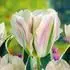 Obrzek China Town - viridiflorovite tulipany